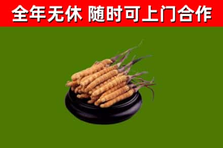 息市回收冬虫夏草