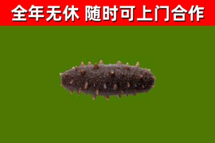 息市回收海参干